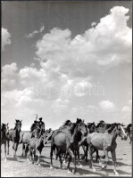 cca 1930-1940 Szendrő István (1908-2000): Ménesterelés, hátoldalon pecséttel jelzett fotó, szélén és sarkán törésnyomok, 23×17 cm